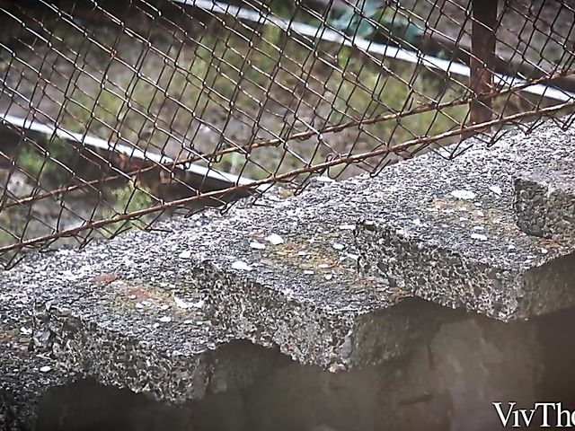 Viv Thomas lesbian garden love with Aislin and Alya Stark