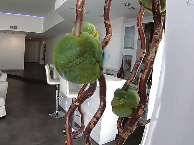 Alexis Adams POV creampie in the living room