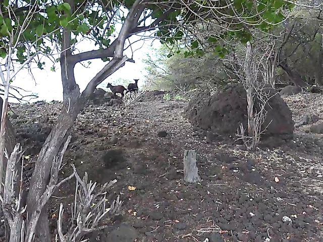 Teen ATK girlfriend Winter Jade peeing outdoors and getting fingered at home