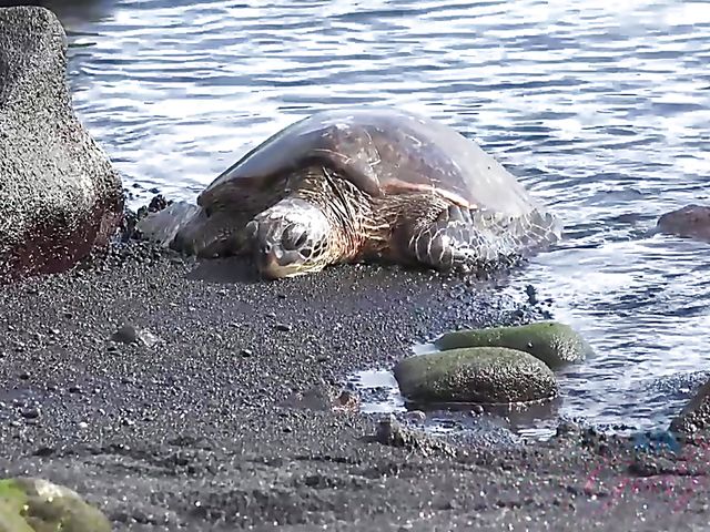 Melody Marks - GF car BJ on the way to the ocean