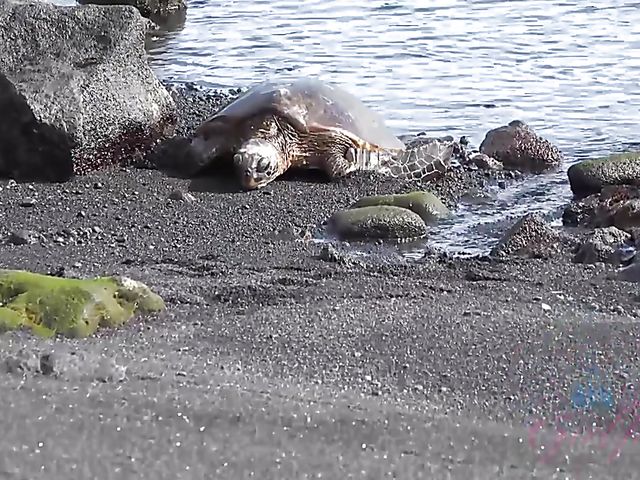 Melody Marks - GF car BJ on the way to the ocean