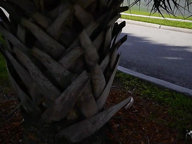 Tattoo POV girl Kali Roses having sex with you