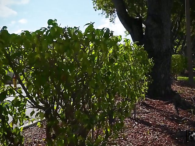 Tattoo POV girl Kali Roses having sex with you