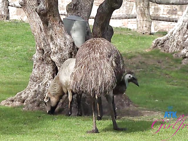 ATK Girlfriends - Paris White traveling and fucking POV