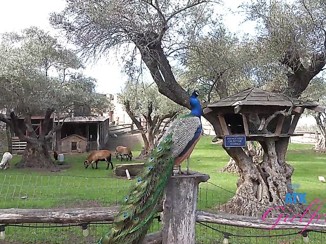 ATK Girlfriends - Paris White traveling and fucking POV