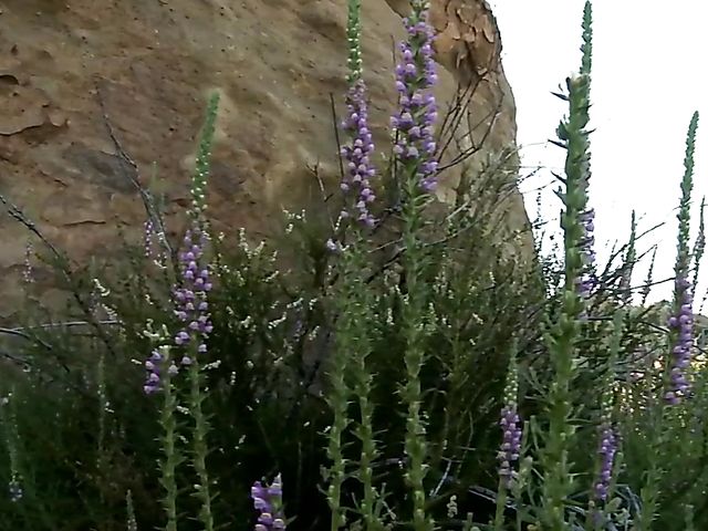 Bree Daniels solo outdoor fun with a magic mountain flower