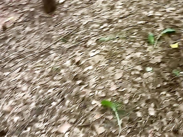 Outdoor blowjob in the forest from his brace faced girlfriend Czkrok