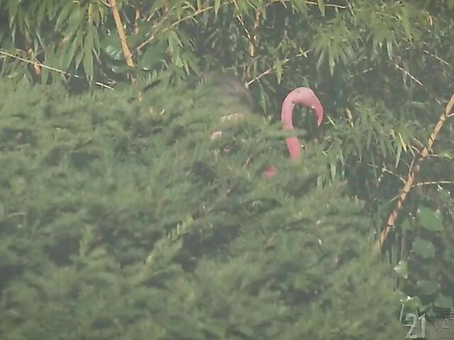 Small tits babe Mary Rock sucks in the garden and fucks indoors