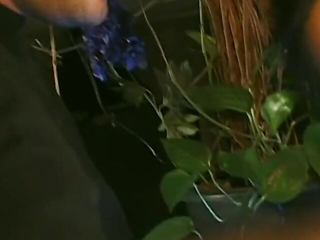 Alan Payet's porn movie Black Lace And White Lies