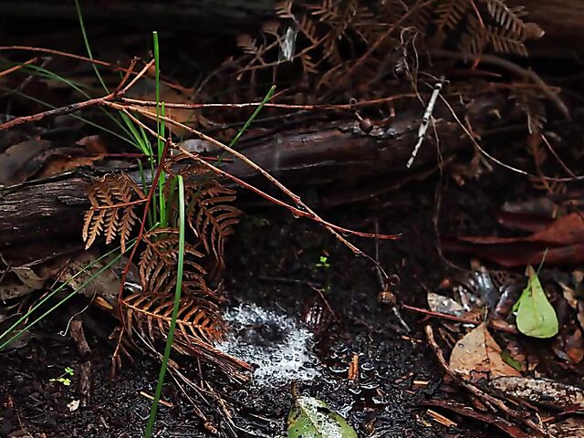 All-natural Jacinta fingering and pissing outdoor