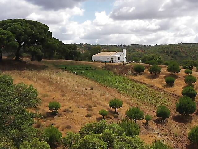 Outdoor solo in a sultry summer afternoon with orange juice all over Angel Constance's sexy body
