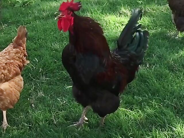 Couple porn for women with Luke Norton and Shae Blaze