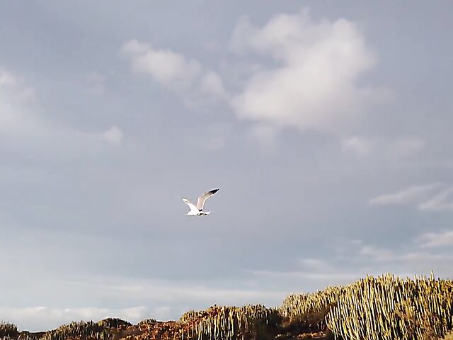 Karin Torres & Sherice Cats - Two petite teen girls posing nude and showing their tiny tits and lovely pussies outdoors