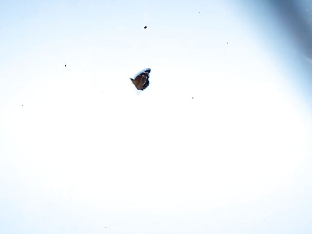 Beautiful solo on the beachfront with sexy Indonesian girl Putri Cinta