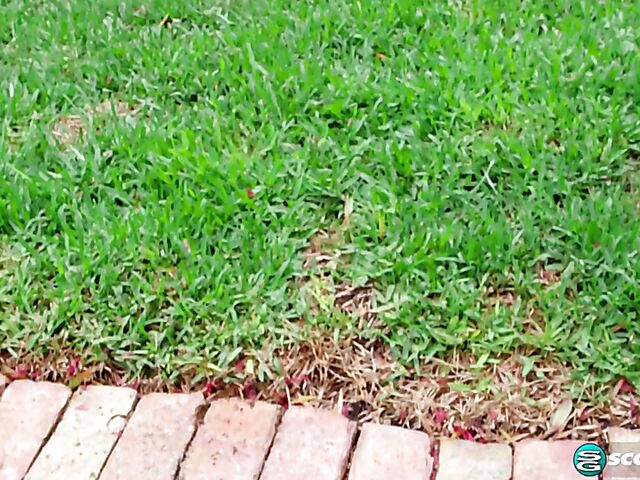 Busty chubby Kamille Amora gets wet in the garden