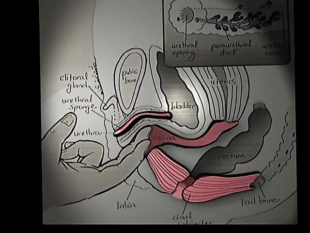 All you want to know about female ejaculation