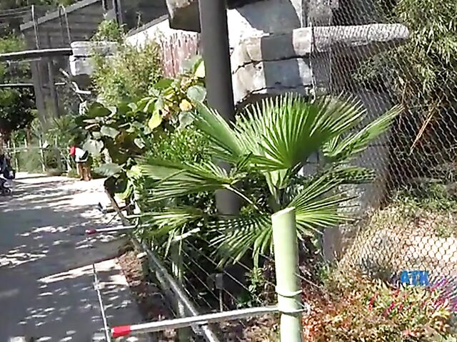 POV vacation and sex with ATK girlfriend Riley Star