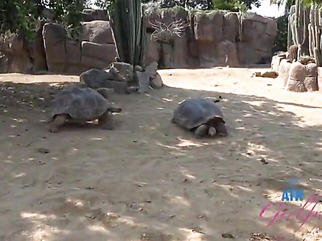 POV vacation and sex with ATK girlfriend Riley Star