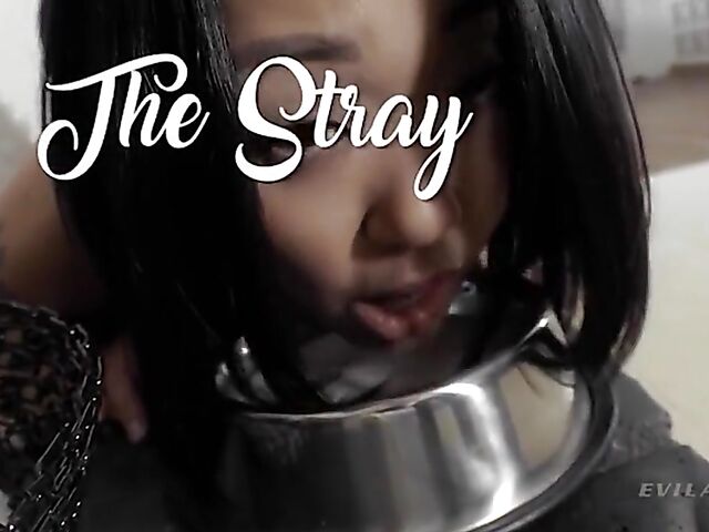 Human pets do anal compilation with Roxy Raye, Lea Lexis and Saya Song