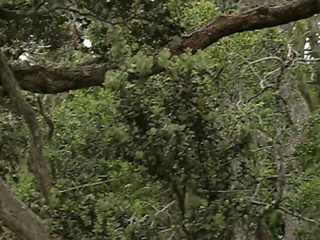 Hawaiian Blast (1998) - Classic outdoor sex in Hawaii with Alexandra Silk, Heather Hunter and Lexus Locklear