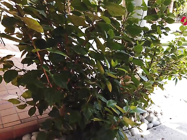 Outdoor solo poolside with exceptional Ginebra Bellucci