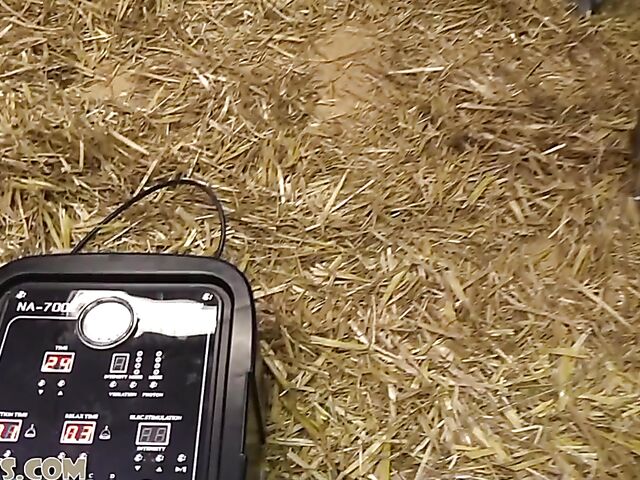 Lesbian milking machine domination in the hayloft with Liz and Blondie