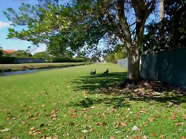 Interracial sex by the pool with oiled young chick Selina Moon