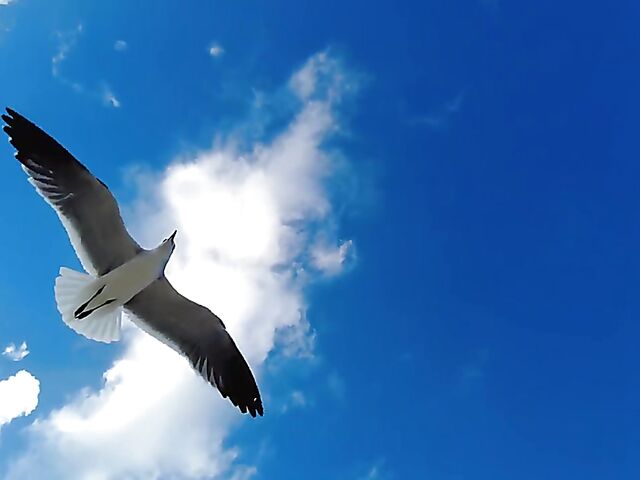 Irene Rouse - Exotic bikini babe posing by the sea and shower masturbation