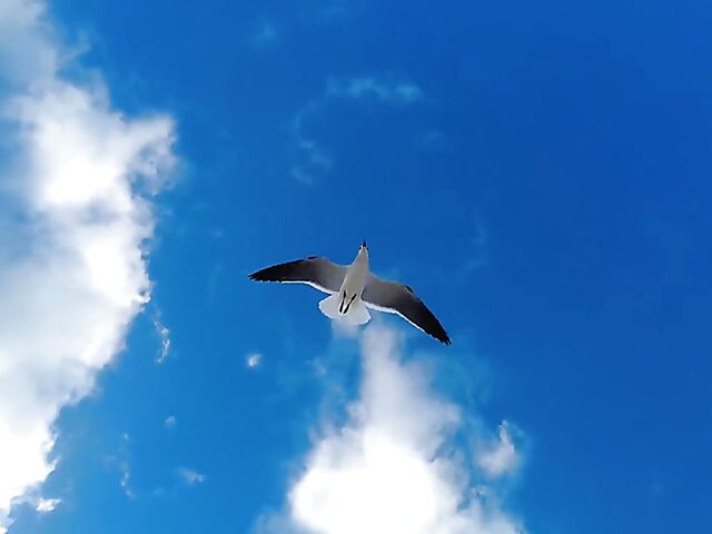 Irene Rouse - Exotic bikini babe posing by the sea and shower masturbation