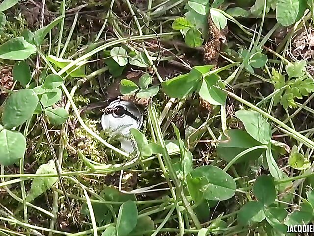 Dirty camper Estelle eats Luna Wild's pussy and does anal outdoor