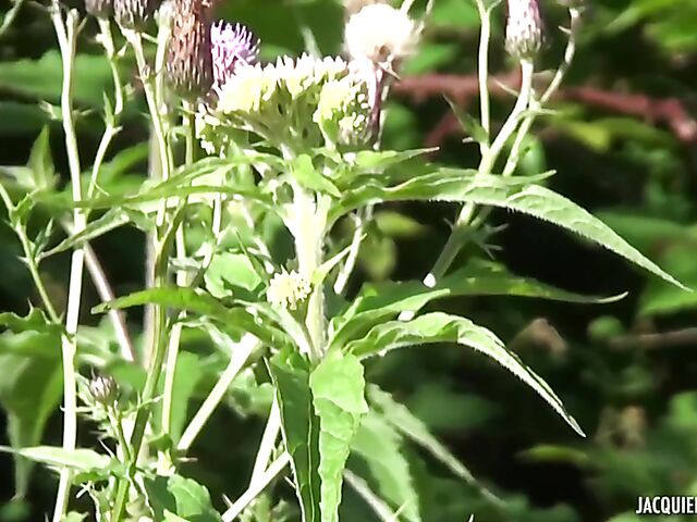 Dirty camper Estelle eats Luna Wild's pussy and does anal outdoor