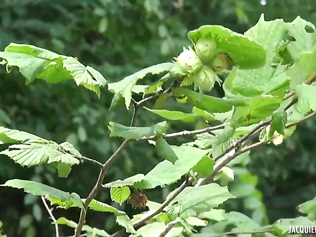 Dirty camper Estelle eats Luna Wild's pussy and does anal outdoor