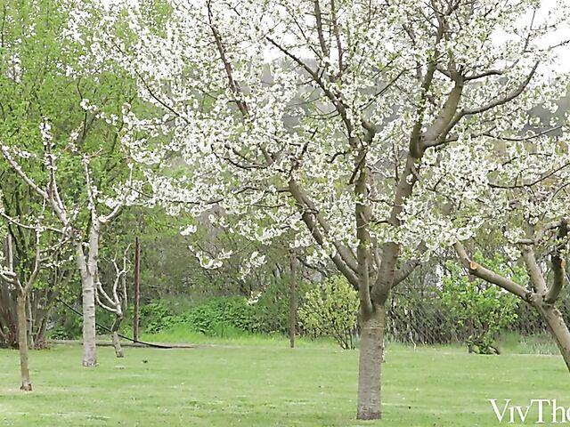 Interracial lesbian girls Emily Mayers and Romy Ind kiss and lick