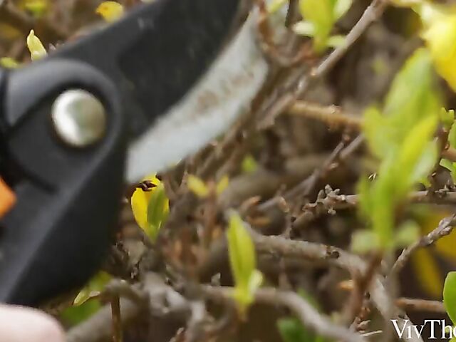 Interracial lesbian girls Emily Mayers and Romy Ind kiss and lick