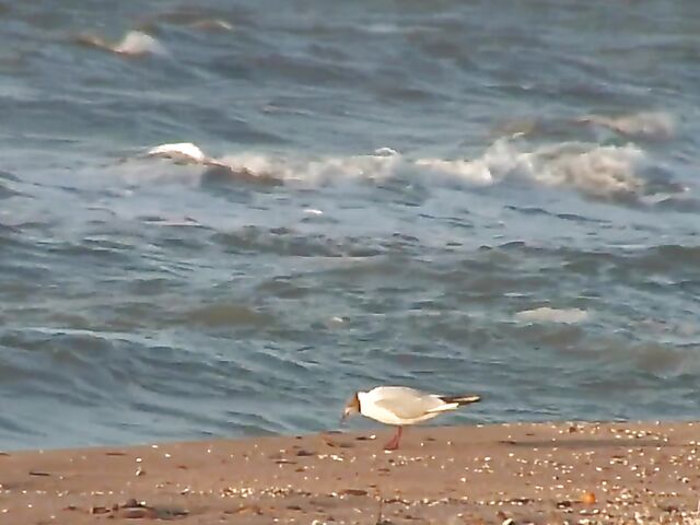 Nudist teen Agnes poses on the beach and takes a dip
