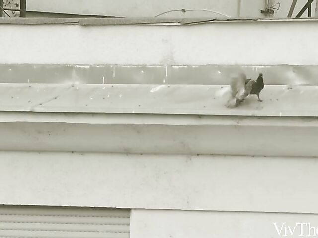 Erotic lesbian 69 with shaved babes Subil Arch and Milena Ray