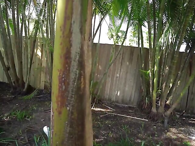 Clara Trinity - Shaved asian creampie fuck with a white guy