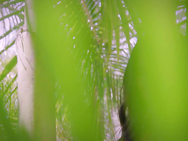 Asian bikini babe Jada Kai gets nude under the palm tree