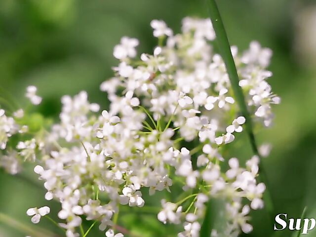 Outdoor solo picnic naked with red lip babe Any Moloko