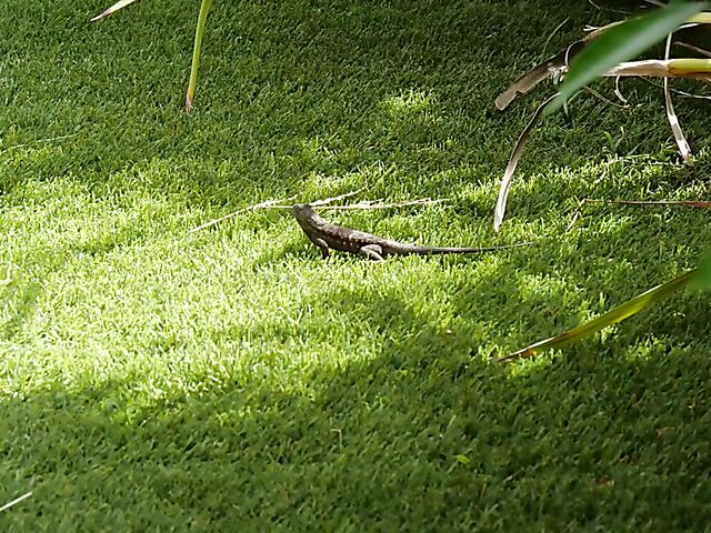 Ebony beauty Luci Lane posing naked in the garden