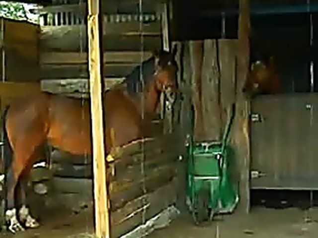 Busty babes moan and groan with sexual pleasure