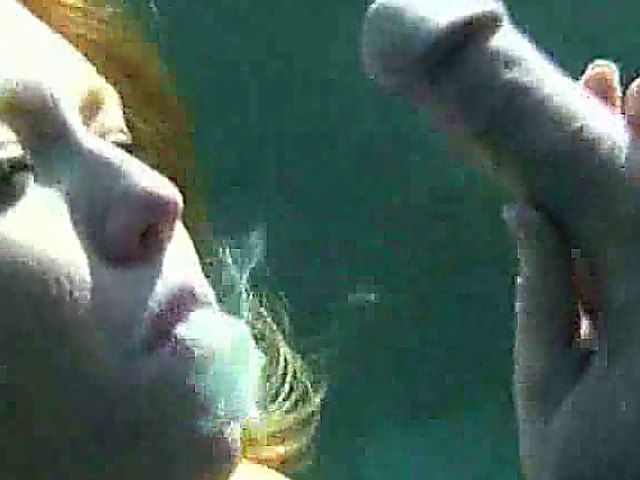 Heads are bobbing up and down on boner