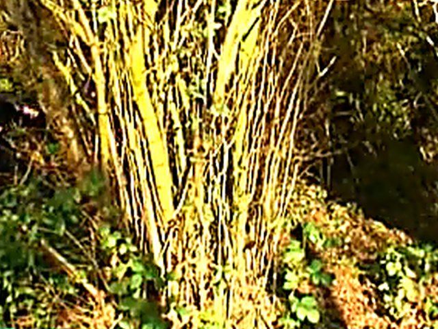 Beautiful french babe gets fucked by two men