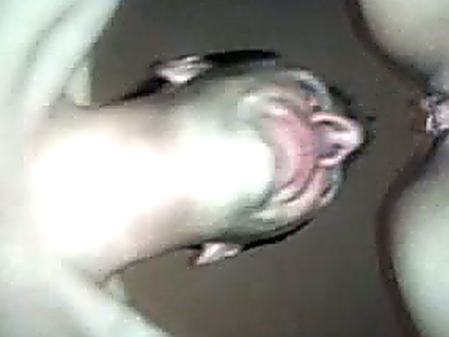 A horny man is addicted to licking pussy