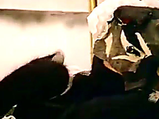 Petite girls suck and fuck thick dicks