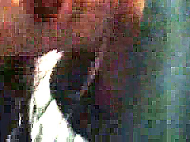 German babes suck on a total strangers cock