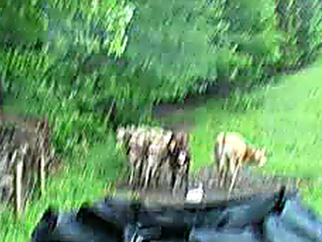 Pretty redhead takes cash and gets fucked hard