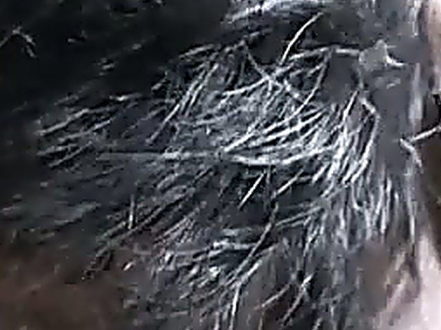 Japanese brunette gets fingered in her tight ass