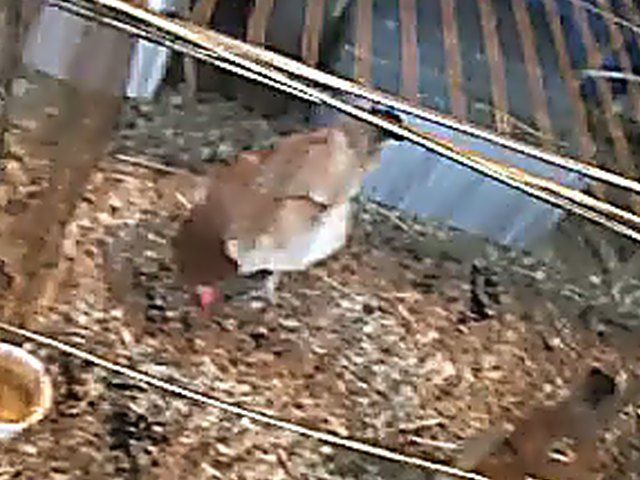 Beautiful babe sucks cock, and gets fucked hard
