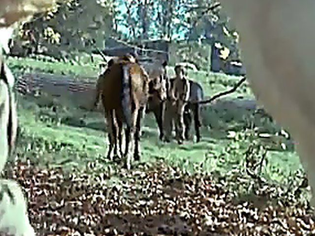 Rich house where the staff and managers fuck